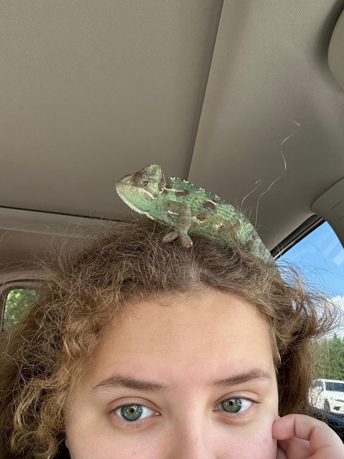 A chameleon perched on top of Nia's head inside a car