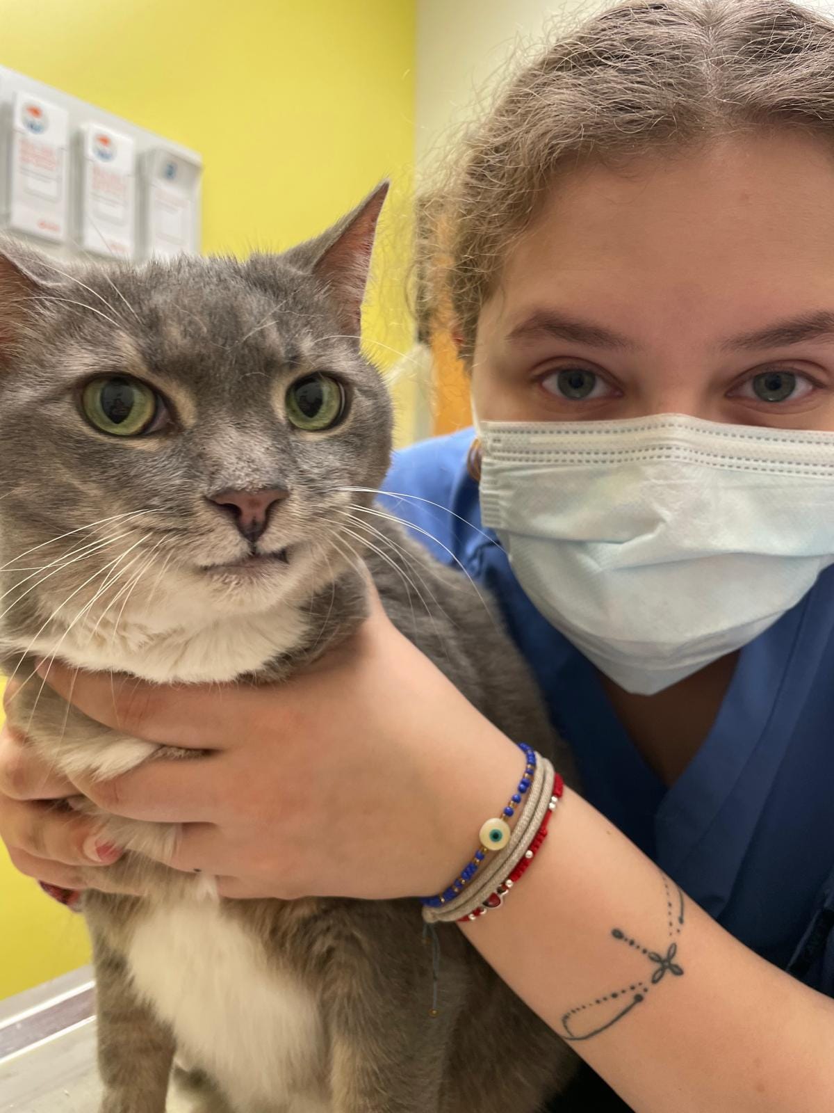 Nia in scrubs and a mask holding a grey cat in an exam room