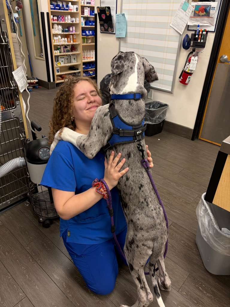 Nia, in veterinary-clinic scrubs, hugging a large Great Dane at the clinic