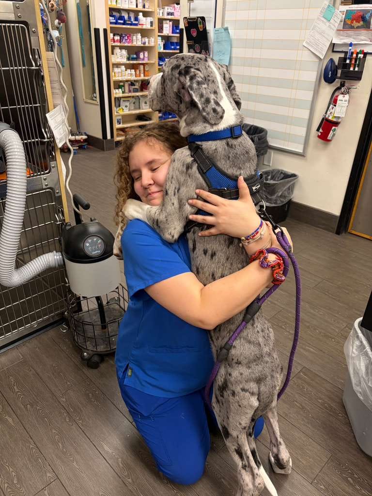 Nia in scrubs hugging a Great Dane at the veterinary clinic