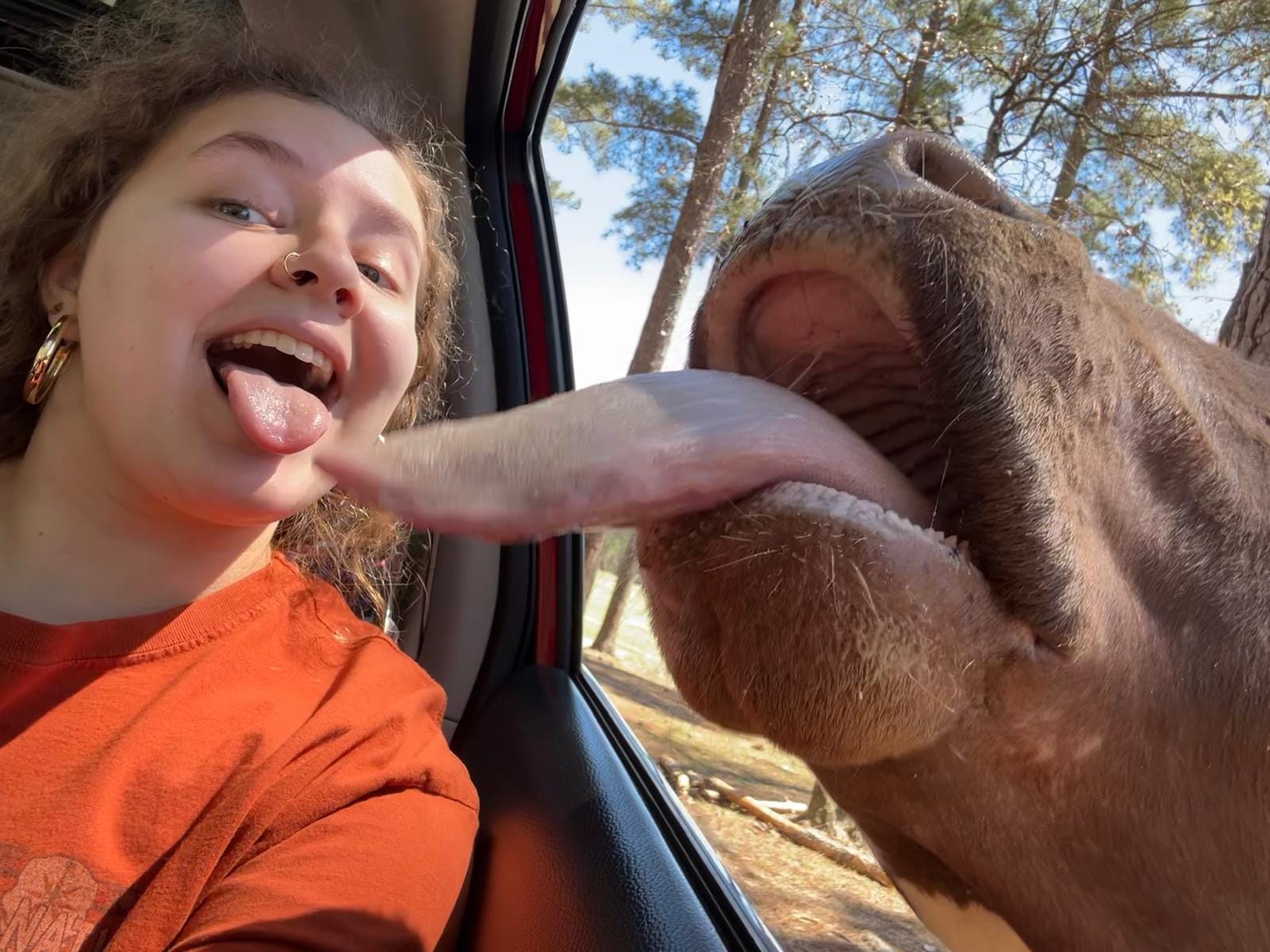 Nia leaning out of a car window nose-to-nose with a cow that is licking her